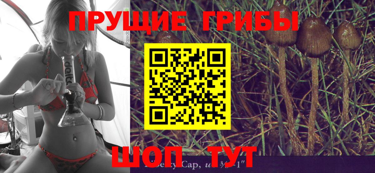 Саянск  закладка  Вход с VPN  Галлюциногенные грибы Psilocybe 